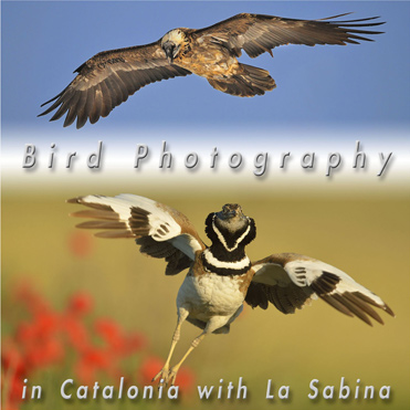 New hide photography brochure now available