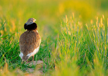 Male Little Bustard, Tetrax Tetrax, on the plains of Lleida, Catalonia.