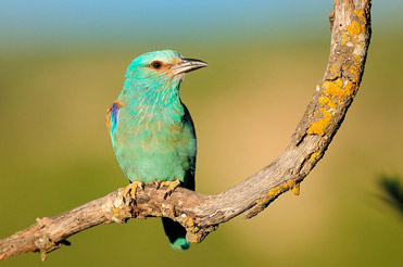 Roller, Coracius garrulus, on the plains of Lleida, Catalonia.