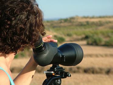 Birdwatching tours to Barcelona and the Ebro Valley plains and steppes