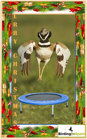 Merry Christmas from Birding In Spain