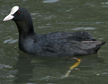 Eurasian Coot, Fulica atra.