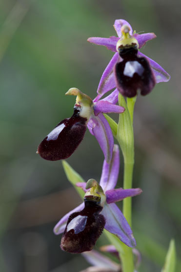 Ophrys bertolonii subsp. catalaunica