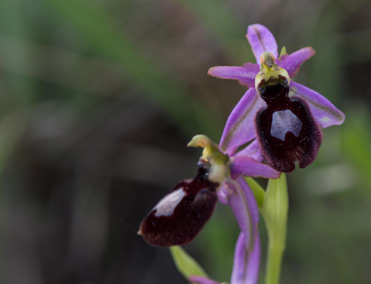 Ophrys bertolonii subsp. catalaunica