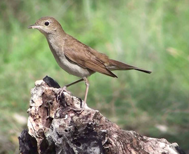 Nightingale, Luscinia megarhynchos