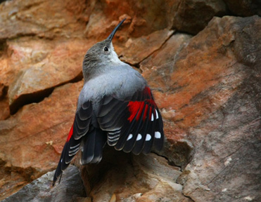 Wallcreeper, Tichodroma muraria.