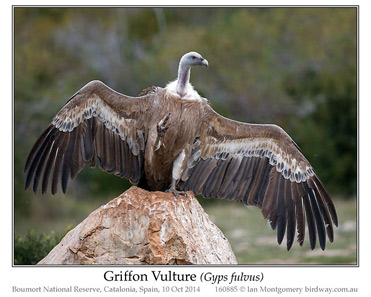 Griffon Vulture, Gyps fulvus.