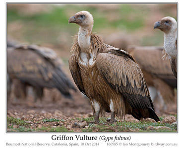 Griffon Vulture, Gyps fulvus.