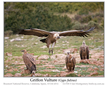 Griffon Vulture, Gyps fulvus.