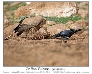 Griffon Vulture, Gyps fulvus.