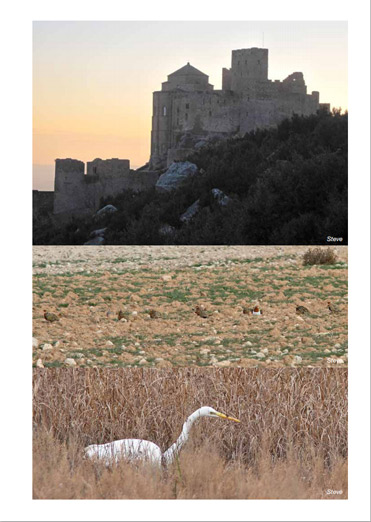 Birding trip report images from Pyrenees and northeast Spain