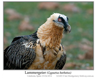 Lammergeier, Bearded Vulture, Gypaetus barbatus.