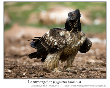 Lammergeier, Bearded Vulture, Gypaetus barbatus.