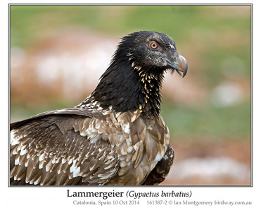 Lammergeier, Bearded Vulture, Gypaetus barbatus.