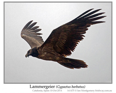 Lammergeier, Bearded Vulture, Gypaetus barbatus.