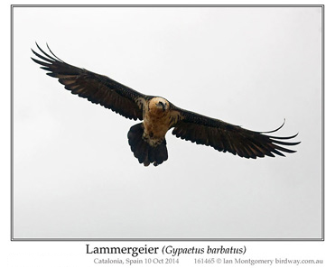 Lammergeier, Bearded Vulture, Gypaetus barbatus.