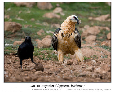 Lammergeier, Bearded Vulture, Gypaetus barbatus.