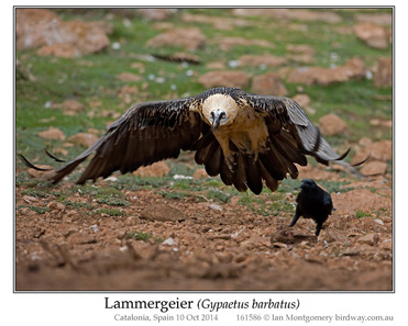 Lammergeier, Bearded Vulture, Gypaetus barbatus.