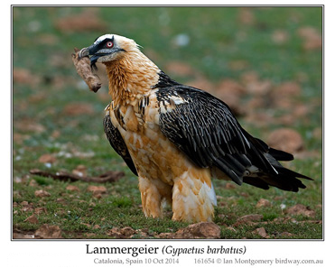 Lammergeier, Bearded Vulture, Gypaetus barbatus.