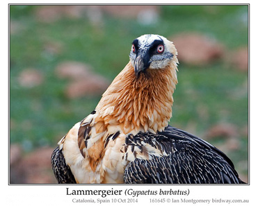 Lammergeier, Bearded Vulture, Gypaetus barbatus.