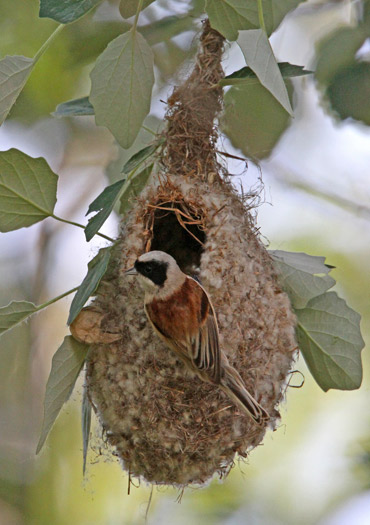 Penduline Tit building nest near Lleida, Catalonia.