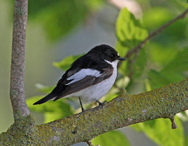 Pied Flycatcher in the Ebro Delta, Catalonia.