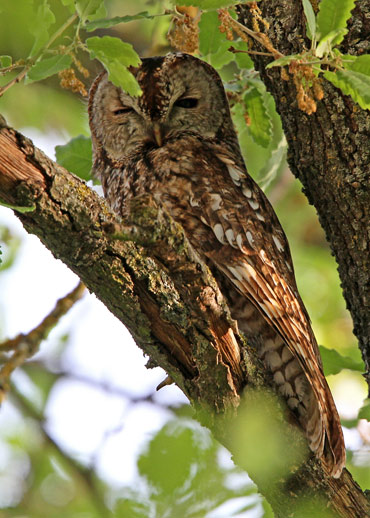 Tawny Owl in tree in Catalonia.