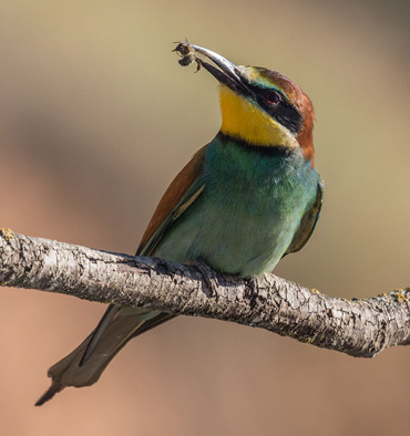 Bee-eater, Merops apiaster, on a birding tour in Spain