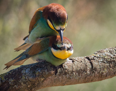 Bee-eater’s lucky day, on a birding tour in Spain