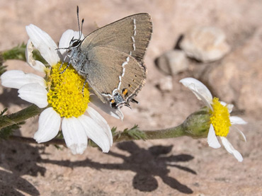 Blue-spot Hairstreak, on a birding tour in Spain