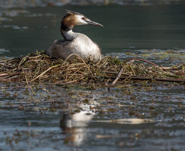 Great Crested Grebe, on a birding tour in Spain