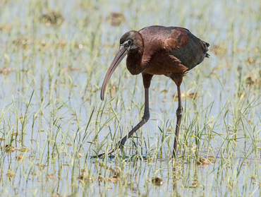 Glossy Ibis, on a birding tour in Spain