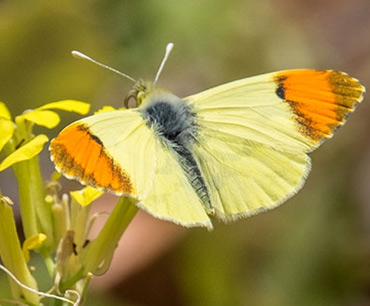 Moroccan Orange Tip, on a birding tour in Spain