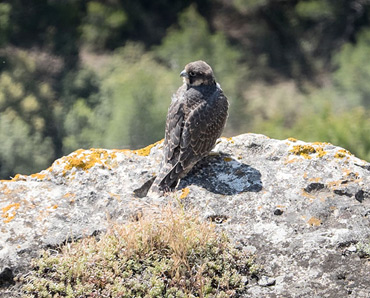 Peregrine Falcon, juvenile, on birding tour in Spain