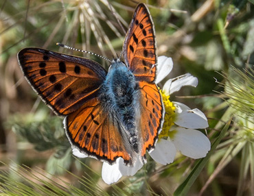 Purple Shot Copper butterfly, on a birding tour in Spain