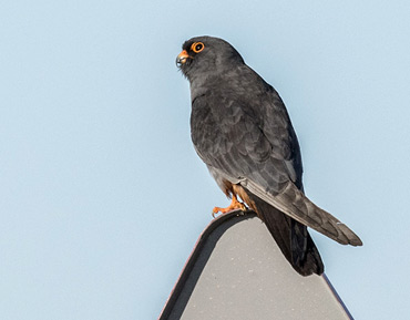Male Red-footed Falcon, Falco vespertinus, on a birding tour in Spain
