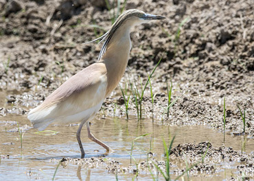 Squacco Heron in the Ebro Delta, on a birding tour in Spain.