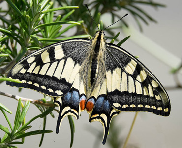 Swallowtail Butterfly, on a birding tour in Spain.