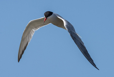 Common Tern in the Ebro Delta, on a birding tour in Spain.