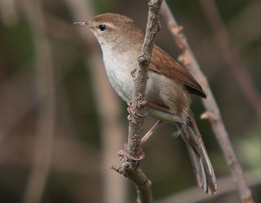 Cetti's Warbler