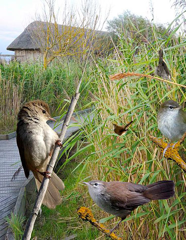 Cetti's Warblers