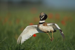 Little Bustard jumping