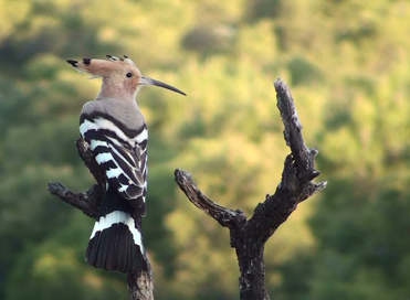 Hoopoe on branch