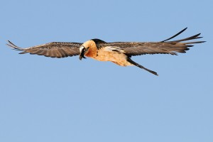 Lammergeierin flight