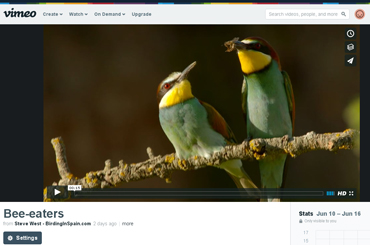 Beautiful Bee-eater video taken from bird photo hide in Catalonia.