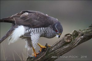 One of Jean-Christian Pioch's photos from the Goshawk hide