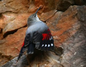 Winter Wallcreeper in Spain