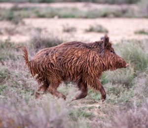Wild boar, run, Spain