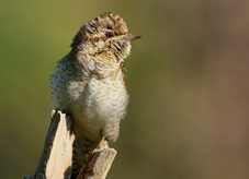 Wryneck