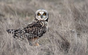 Short-eared_owl_blog